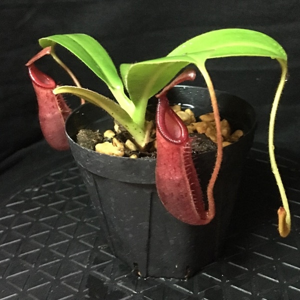 食虫植物 ウツボカズラNepenthes (veitchii×mira)×（burbidgeae