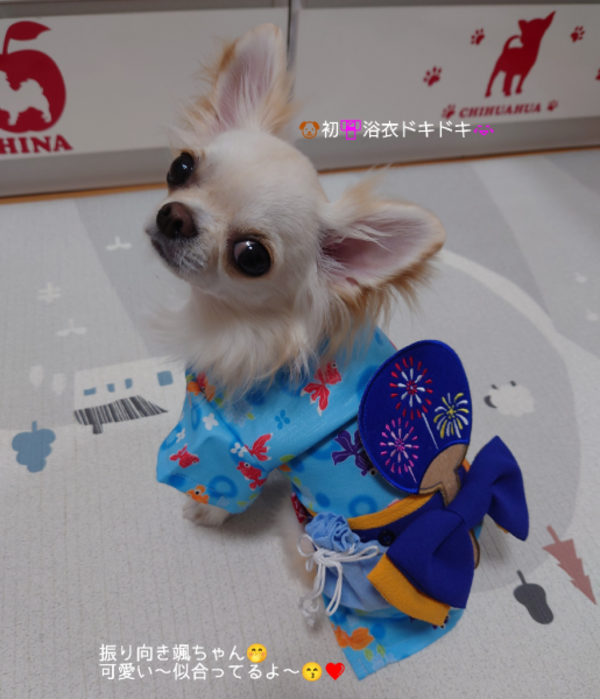 bp369.pon2pan2☆オーダー☆犬浴衣ワンピ☆金魚 91835432_5.jpg