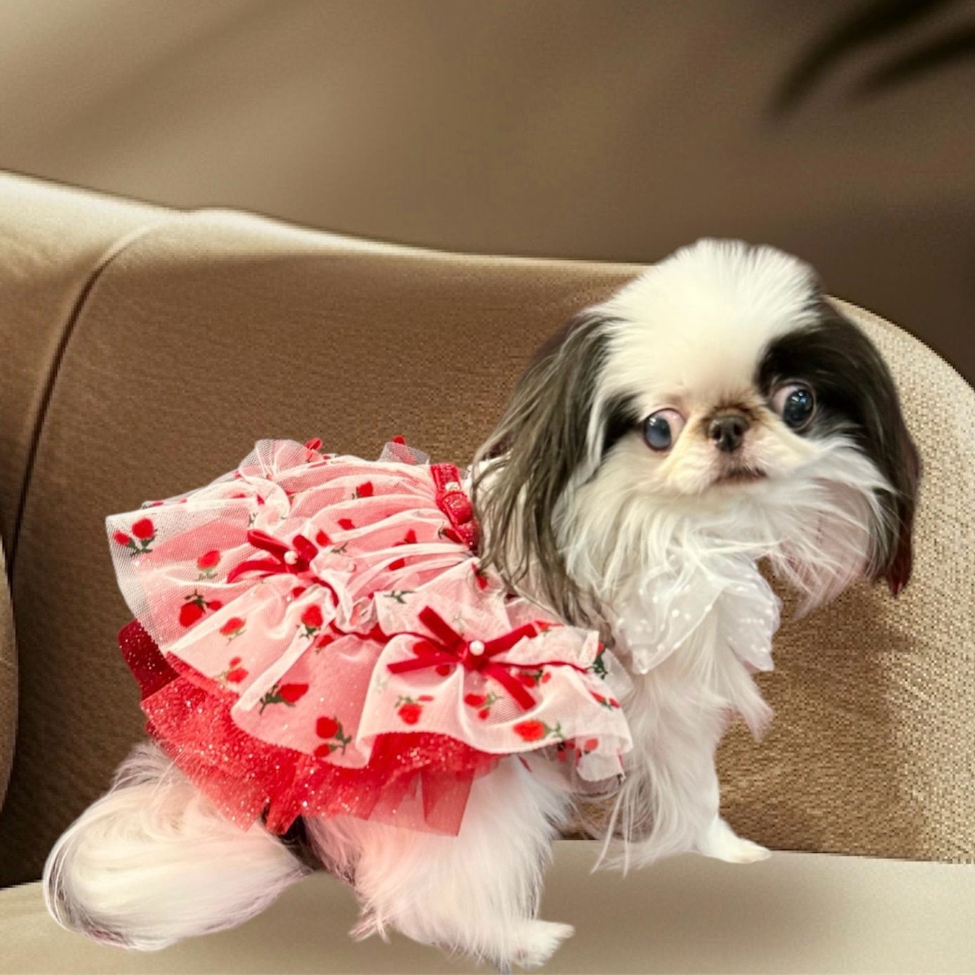 luxebirdie リュクスバーディ ルージュワンピース S リュクスバーディ Luxe birdie☆予約商品☆ルージュワンピース【小型犬