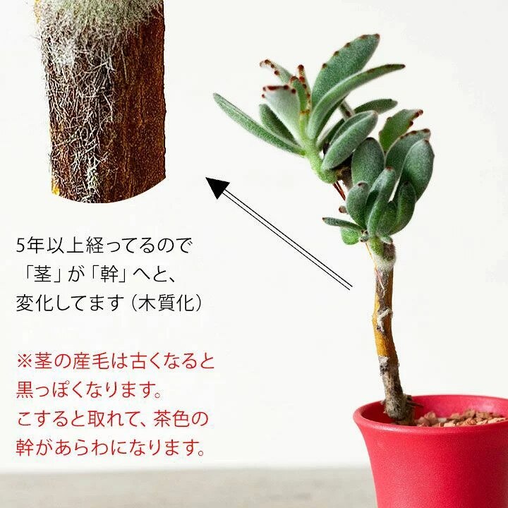 KOBOKU（古木）のツキトジ 観葉植物