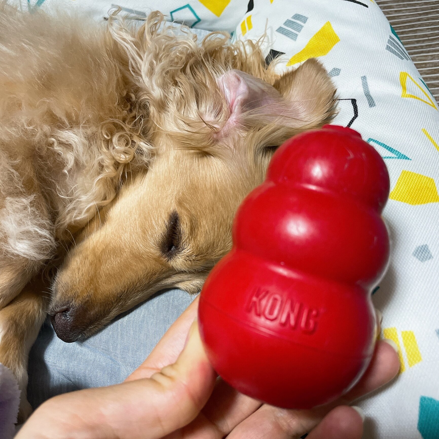 コング レッド S サイズ 犬用おもちゃ KONG 送料無料