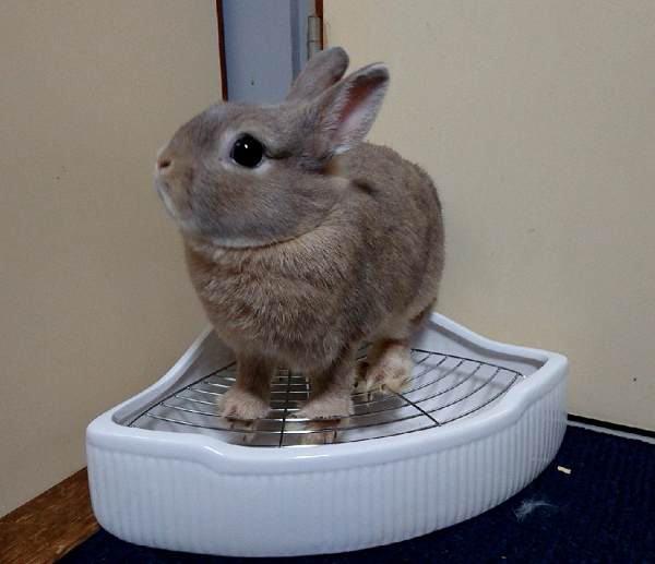 即日発送 川井 ホワイレット うさぎのトイレ