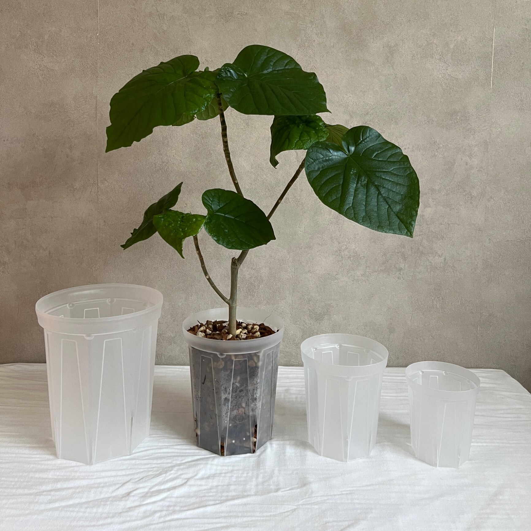 小鉢 楓葉文 5個 スリット鉢[5号サイズ×3鉢SET]植木鉢透明スリット鉢 スリット 鉢