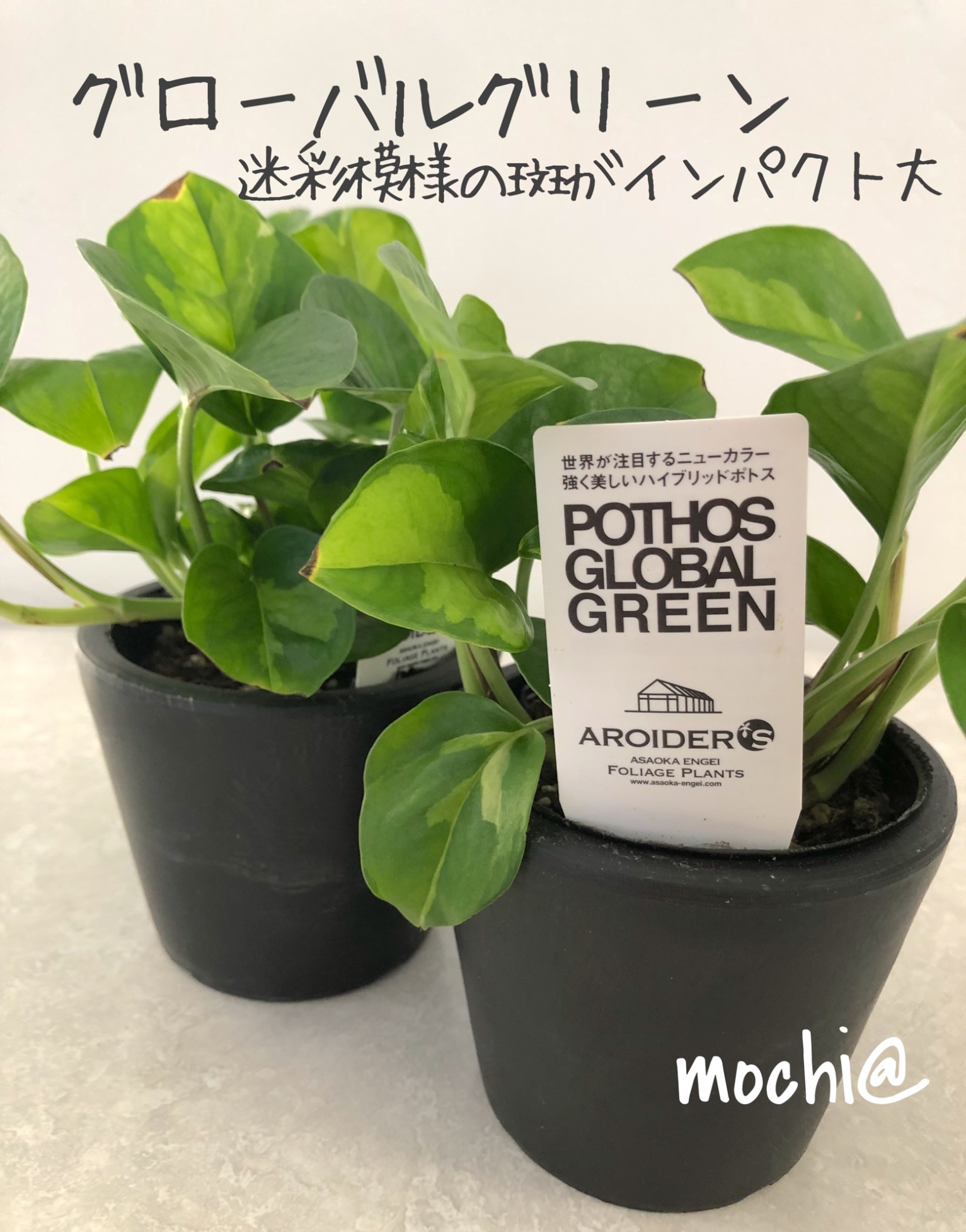 ポトス グローバル 鉢のまま❣️ 【公式通販】