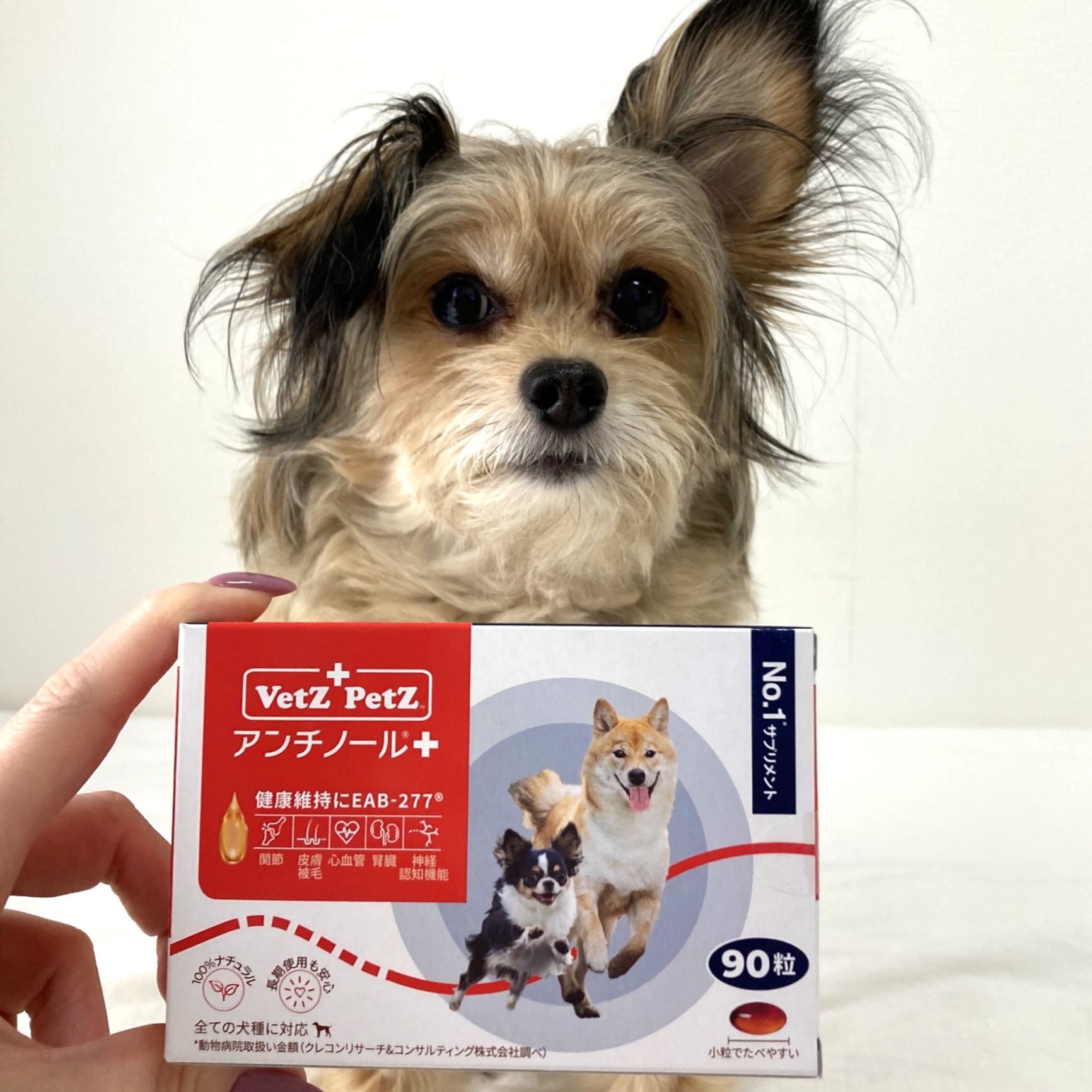 ベッツペッツ 公式 正規品 】 アンチノール プラス 犬用 サプリメント