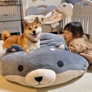 柴犬りんご郎 Familyのroom 欲しい に出会える