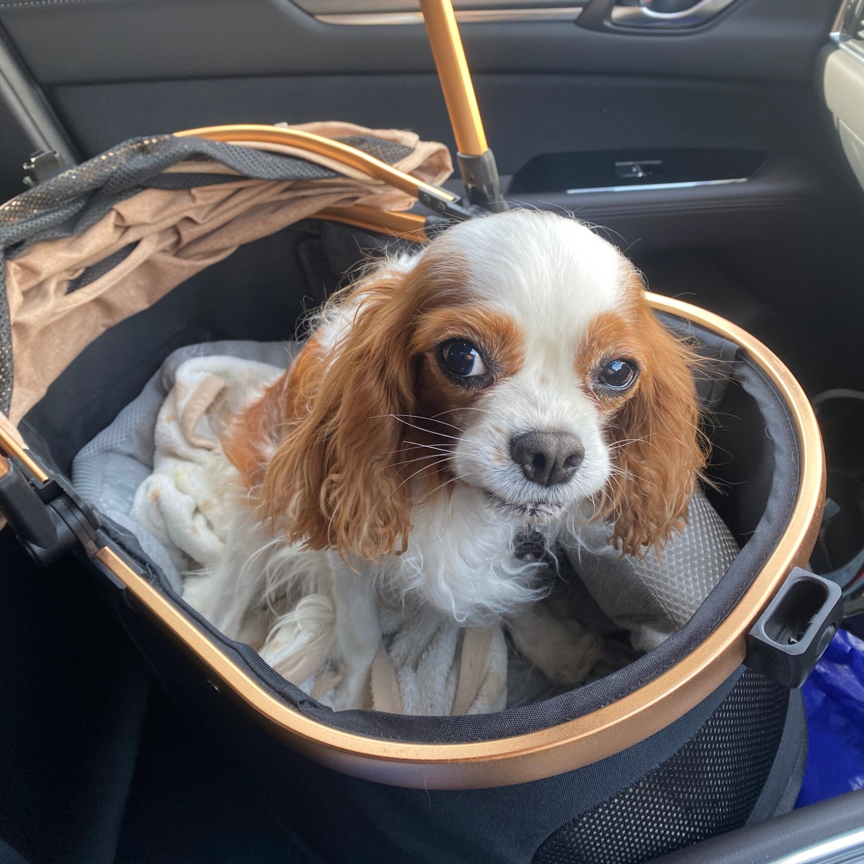SKISOPGO 4輪ペットカート 分離型 対面式 ペットキャリー 犬カート 犬