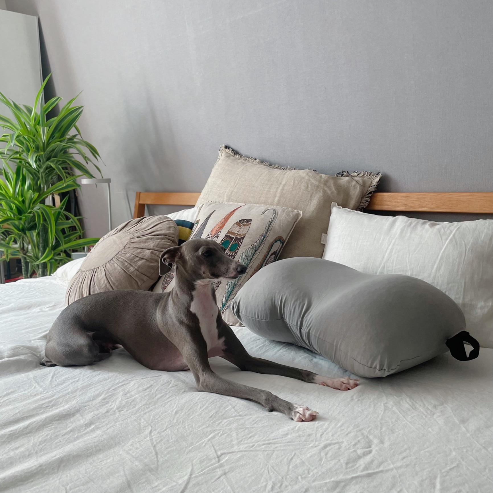 ふわもち枕 もちみん 】ふわもちビーズでどんな首にもフィットする