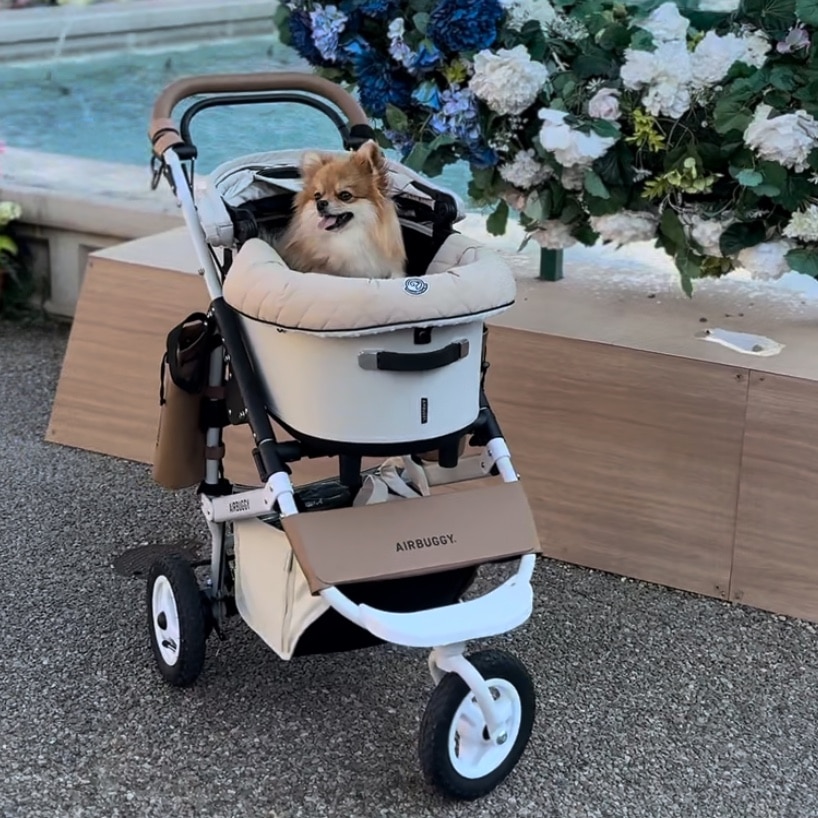 公式】エアバギー ドーム3 ブレーキ レギュラー Rサイズ 耐荷重12kg