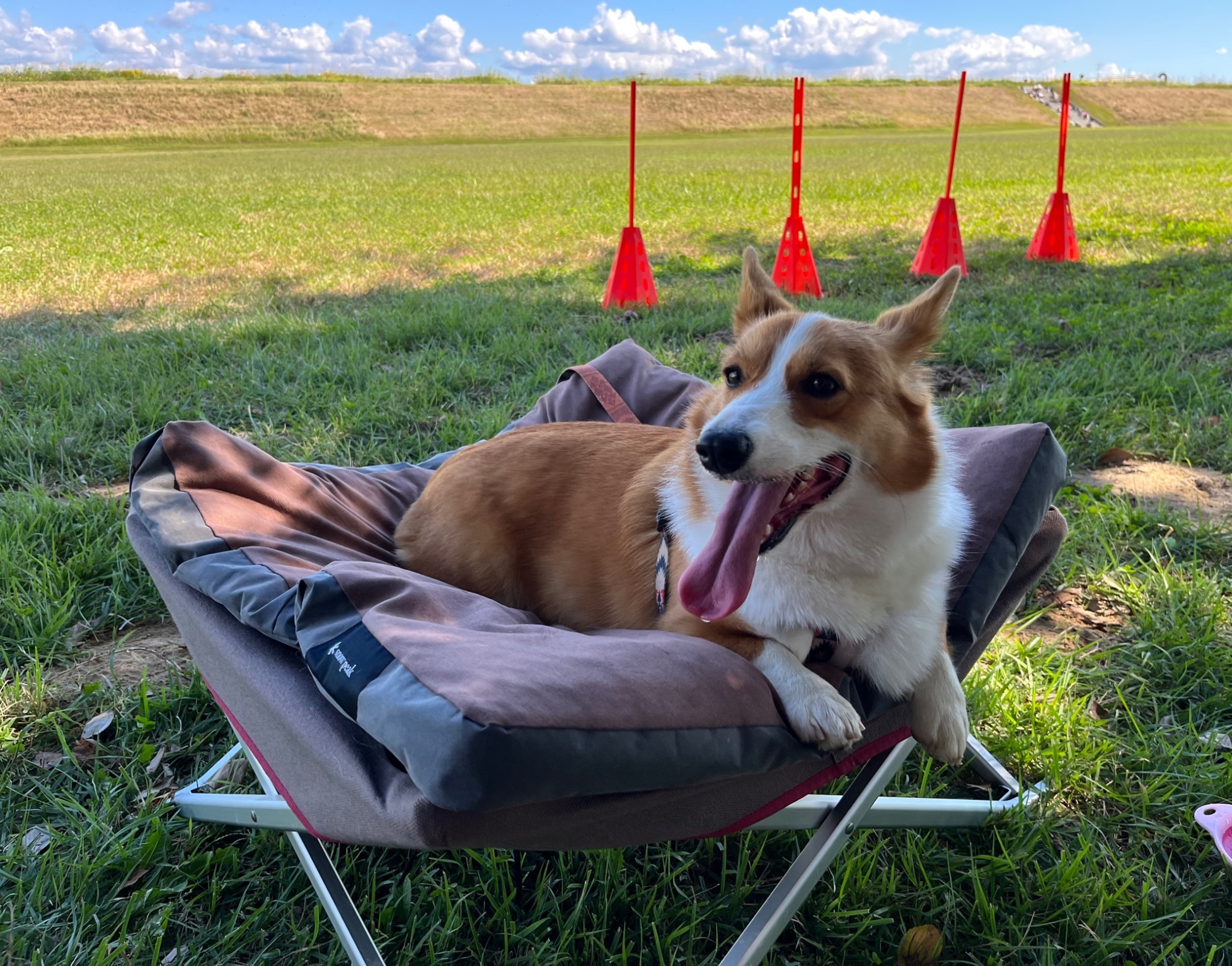 スノーピーク ドッグコット snow peak Dog Cot PT-042 ペット