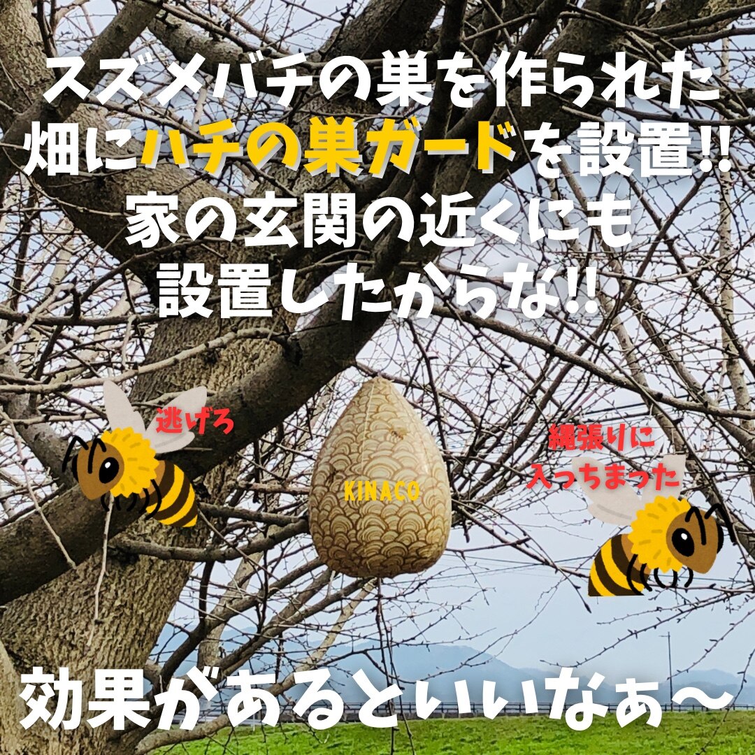 蜂の巣図　 K-051-2BR2 Amazon.co.jp: 4 個 ダミーハチの巣 蜂の巣 蜂除け 蜂の巣対策