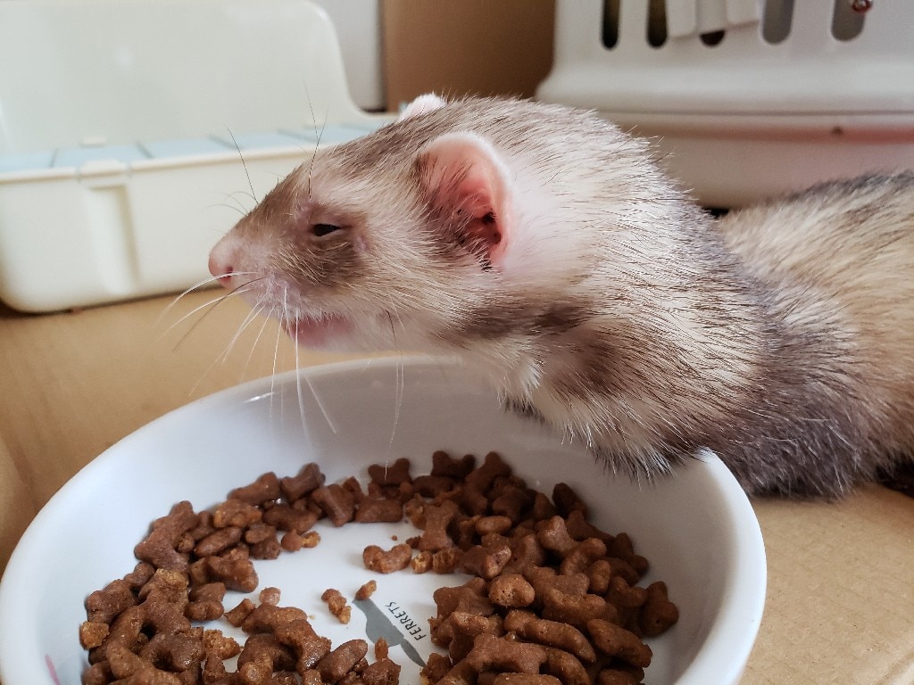 ペットライン 森の小動物 フェレットフード 500g ペット用品 フェレット フード 餌 主食