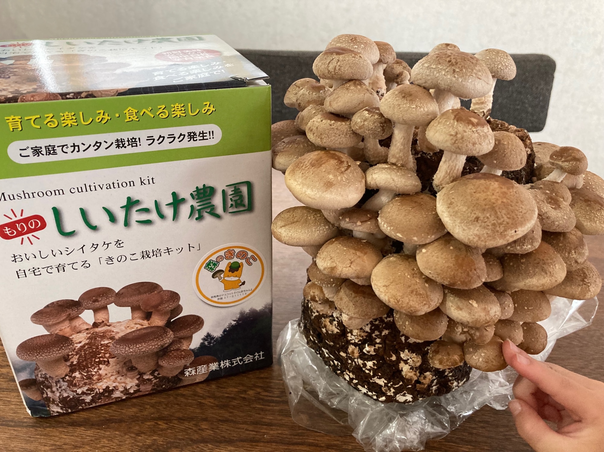 しいたけ栽培キット もりのしいたけ農園 | 椎茸 しいたけ シイタケ