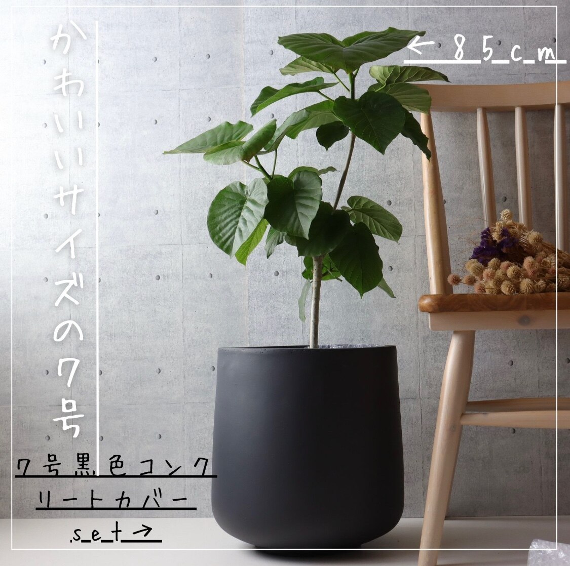 大型　フィカス　ウンベラータ　螺旋仕立て　9号　陶器鉢　植え込み発送 フィカス ウンベラータ 曲がり 螺旋 仕立て ゴムの木 お祝い ギフト