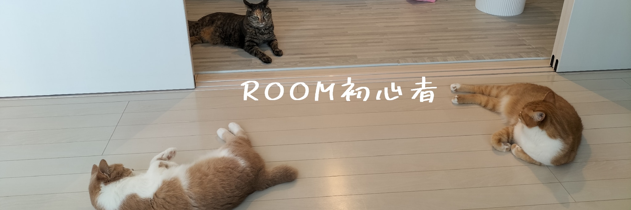 やまりゅう@ニキビ肌改善chの人 のROOM - 欲しい! に出会える。