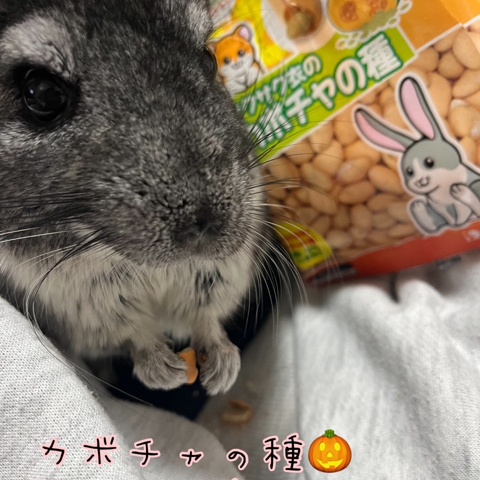 スドー ちょびっとサクサク衣のカボチャの種 14g 小動物のおやつ