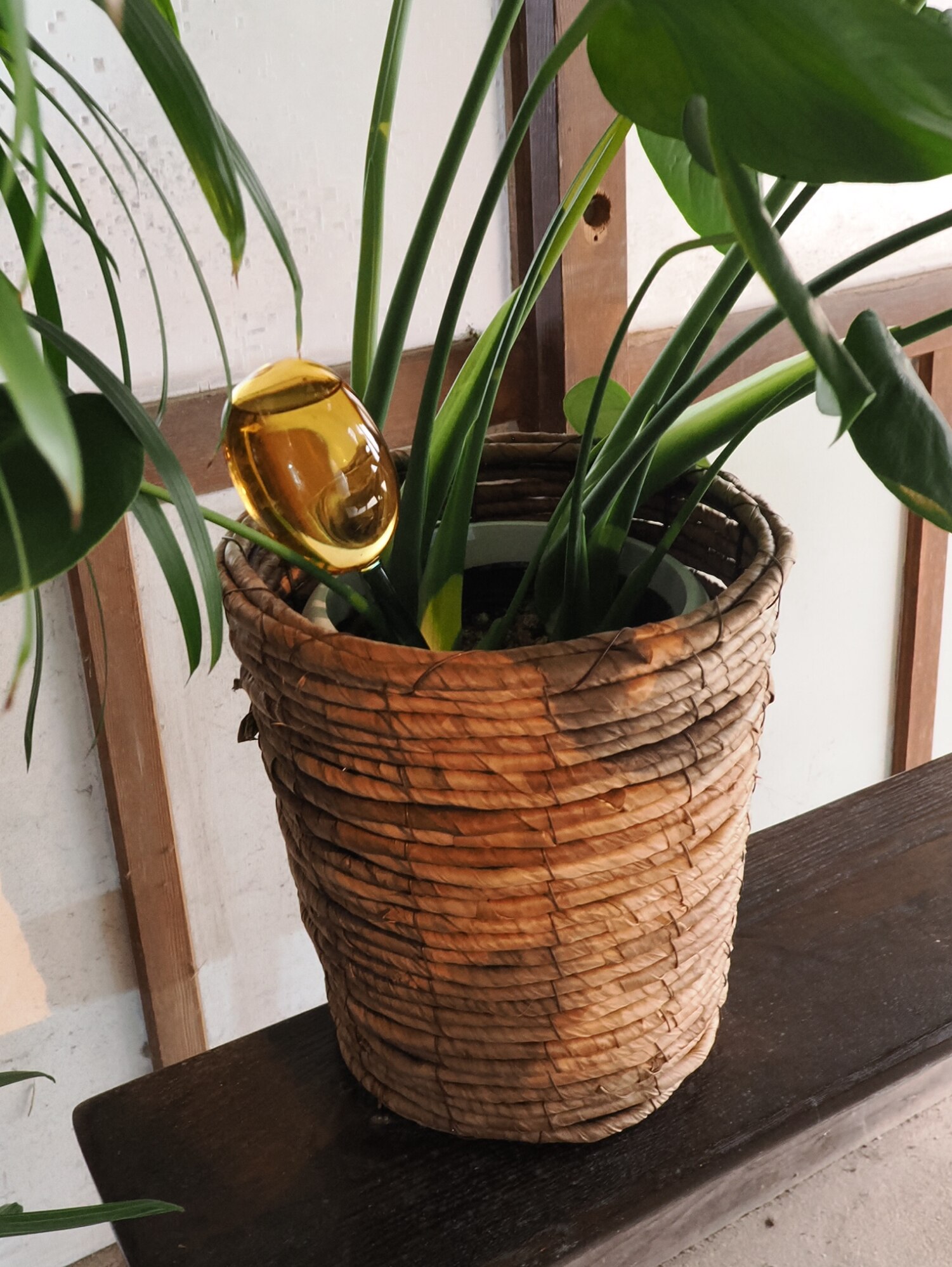 水差し 鉢植え 観葉植物 水やり ガラス ガーデニング 自動アマブロ