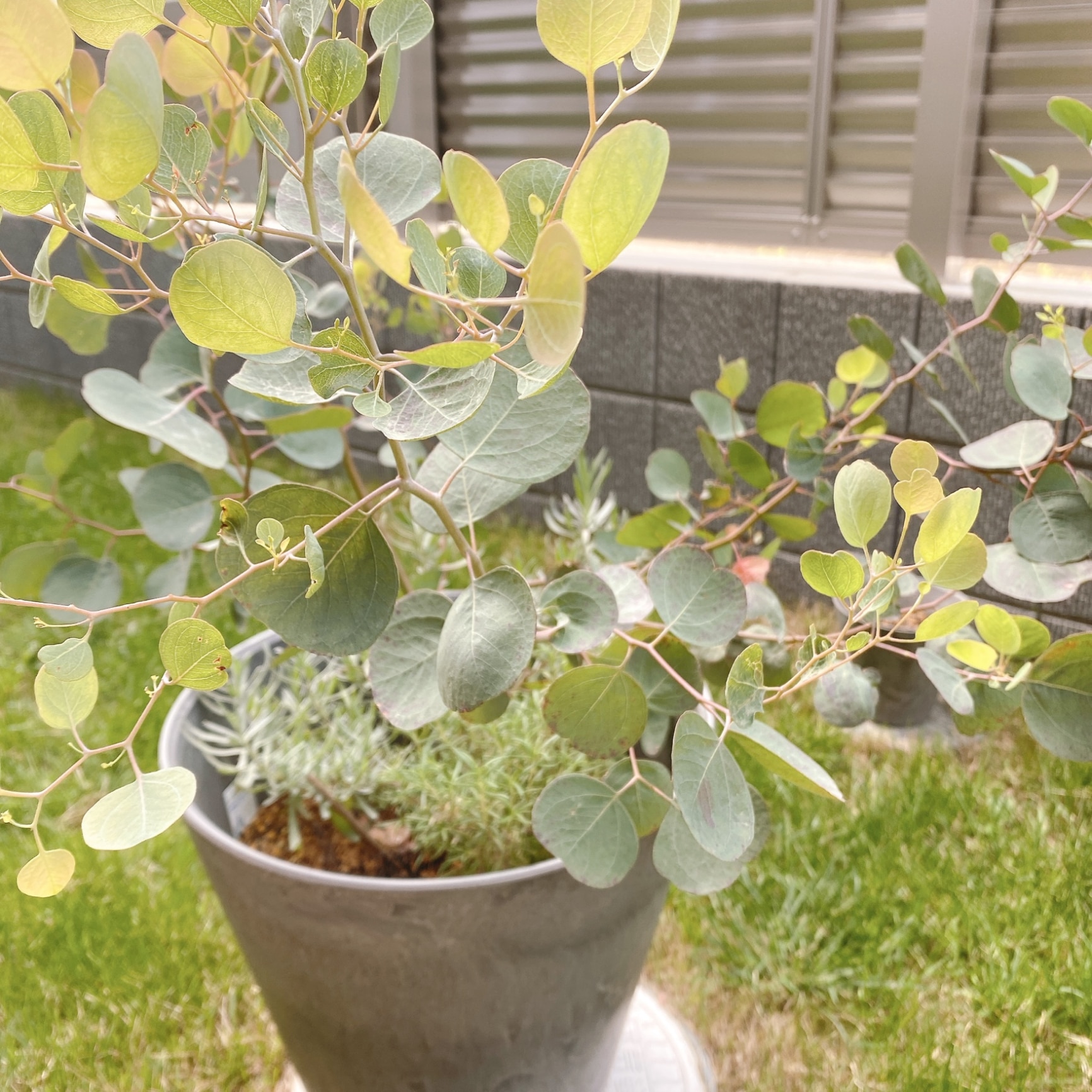 大型鉢植え♡ユーカリポポラス モダン鉢植え 苗 シンボルツリー 【公式