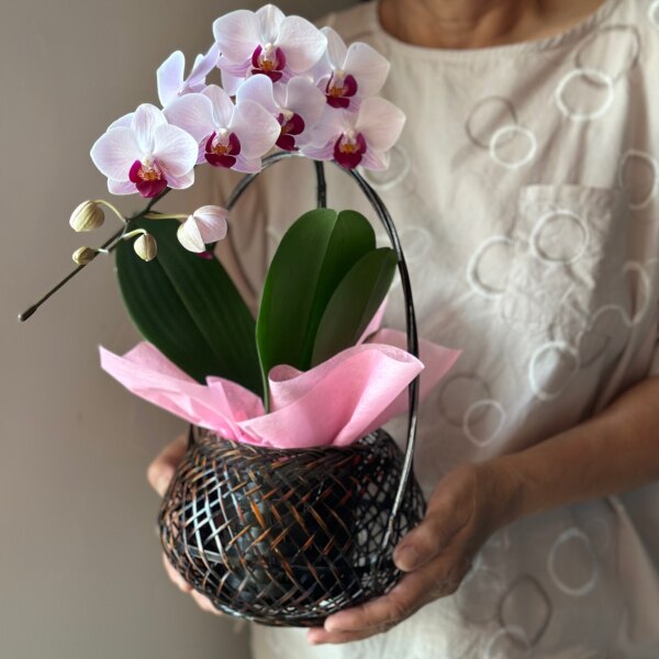 敬老の日 プレゼント 2023 胡蝶蘭の花色が選べる『和風かご仕立て 洋蘭 