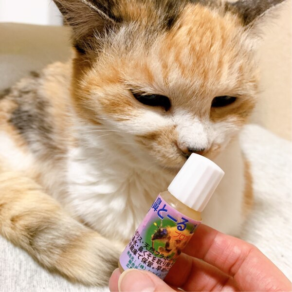 鼻トラブル 鼻とーる ネコポス お鼻に垂らすスースーしない猫用サプリメント 10ml 初回限定1000円相当プロポリスプレゼント プロポリス配合 鼻サラサラ ハウスダスト くしゅん 改善 息苦しい 解消 愛猫 犬 犬使用可 愛犬 簡単 健康 健康管理 快適 ねこ ネコ