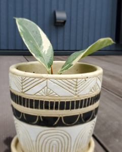 きのみのroom 欲しい に出会える