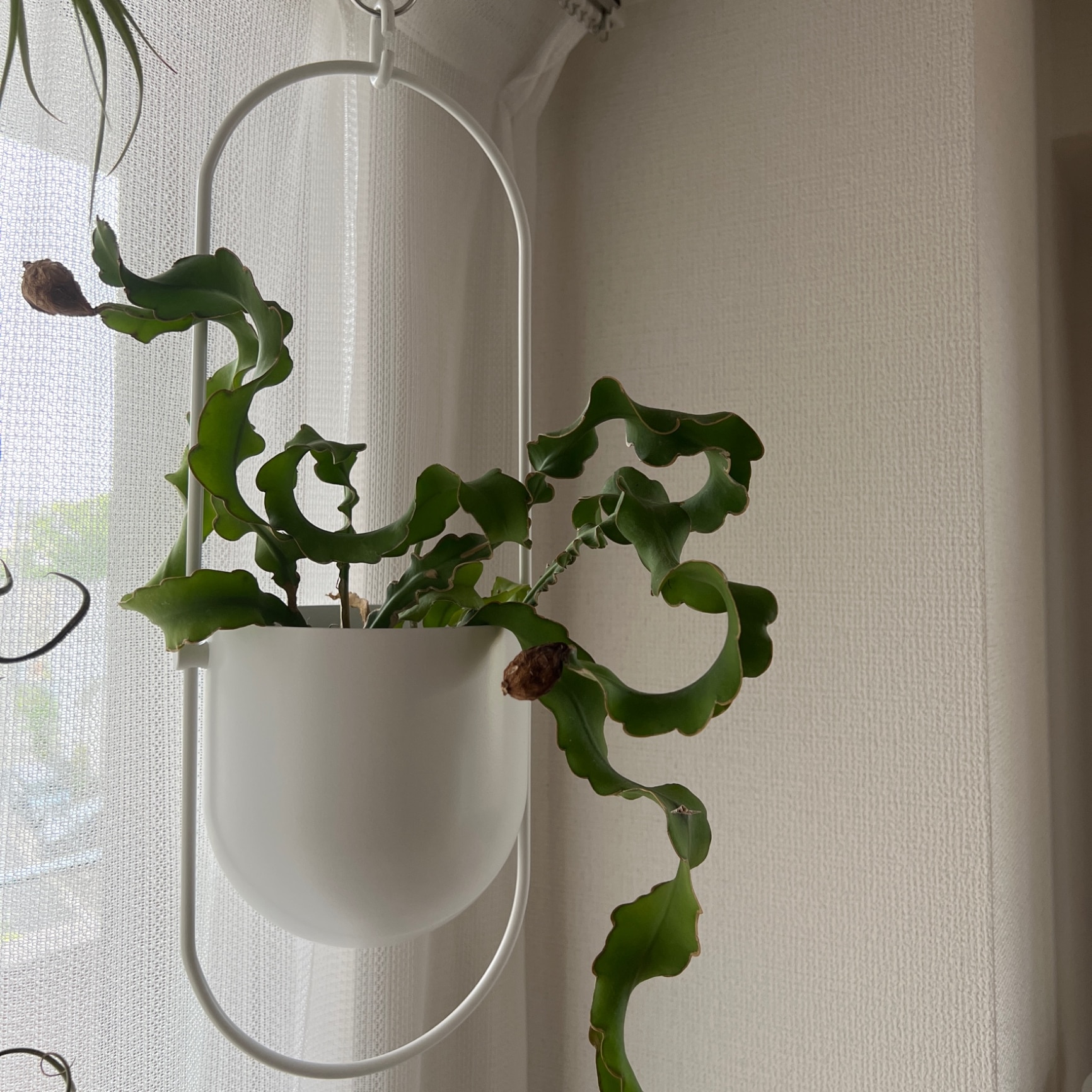IKEA イケア ハンギングプランター 室内 屋外用 ホワイト 12cm