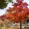 CMでおなじみアイテム
