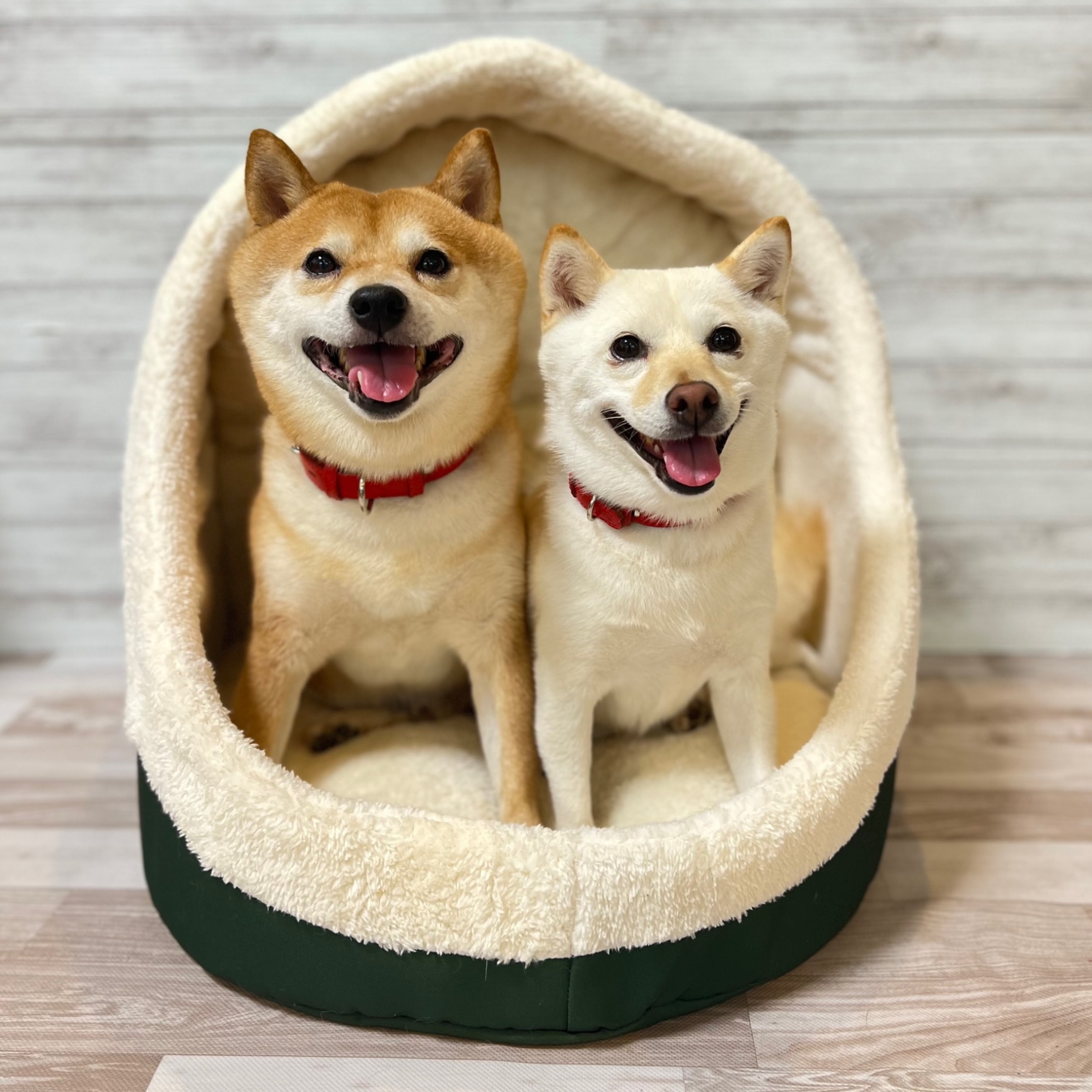 mamemochi】 ツボる2wayベッドmm233-053-001柴犬 犬猫用 犬用 猫用 犬