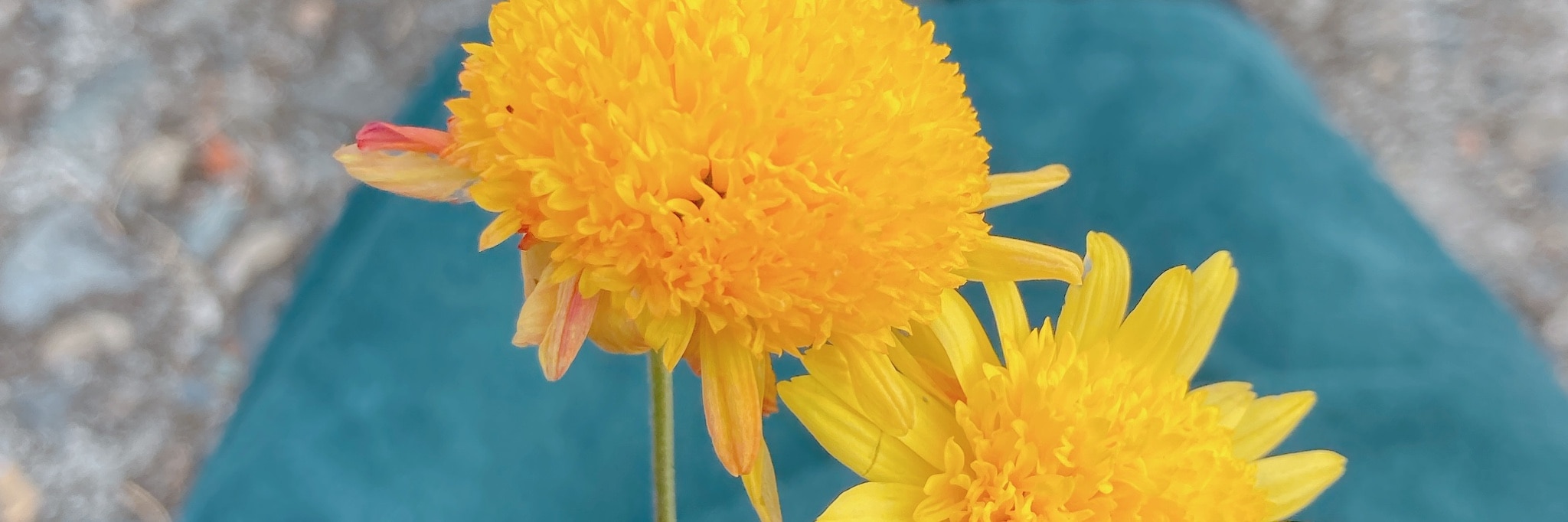 けむりいぬ のroom 欲しい に出会える