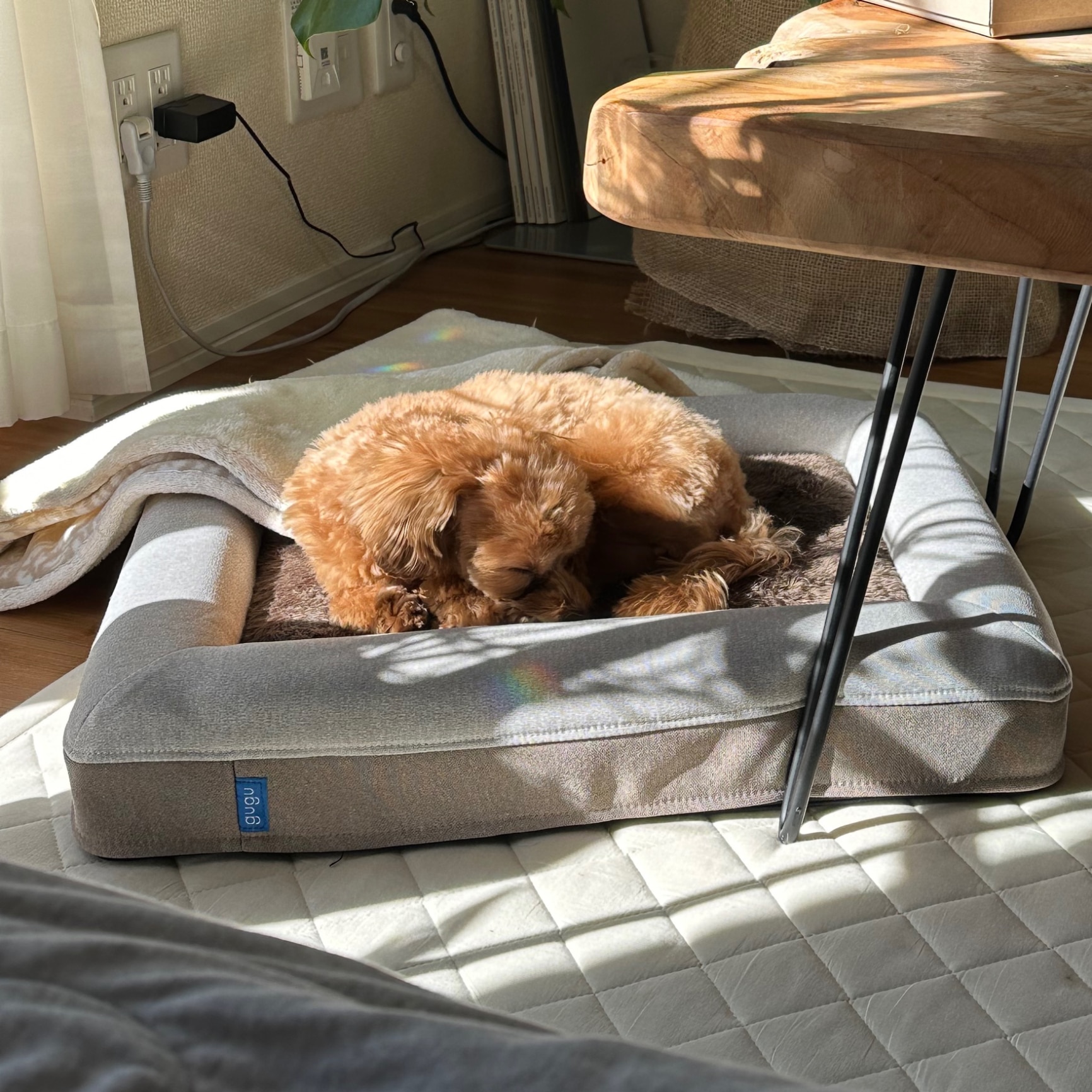 ペットベッド 犬 ベッド 超小型犬 小型犬 老犬 成犬 子犬 パピー シニア 洗える ペットソファ 2way 高反発 ウレタン ドギーベット ...