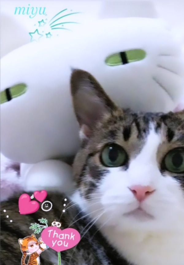 モチモチクッション (キャット2 GY) ニトリ 【玄関先迄納品