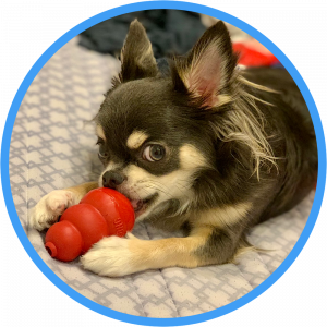 クロエ チワワ界のお嬢様 のroom 欲しい に出会える