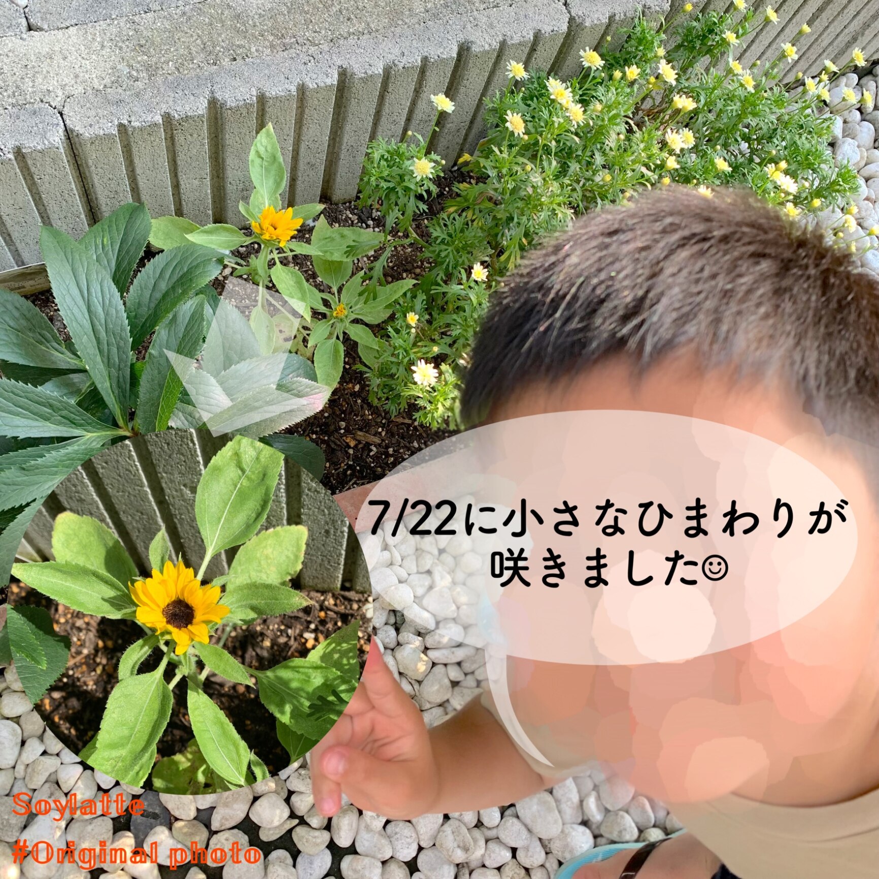 花の種 ミニひまわり 小夏 約20粒 (株)サカタのタネ 実咲350（026151）