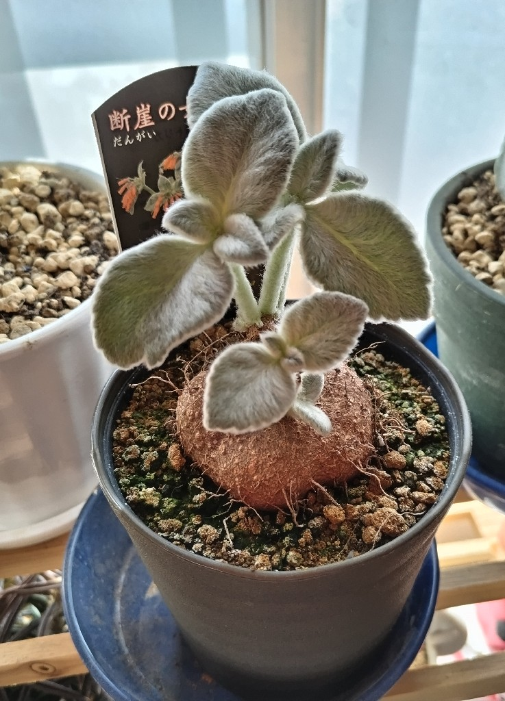 雪の豪奢 32e3970f66441a687aaf44459dcbef その他観葉植物