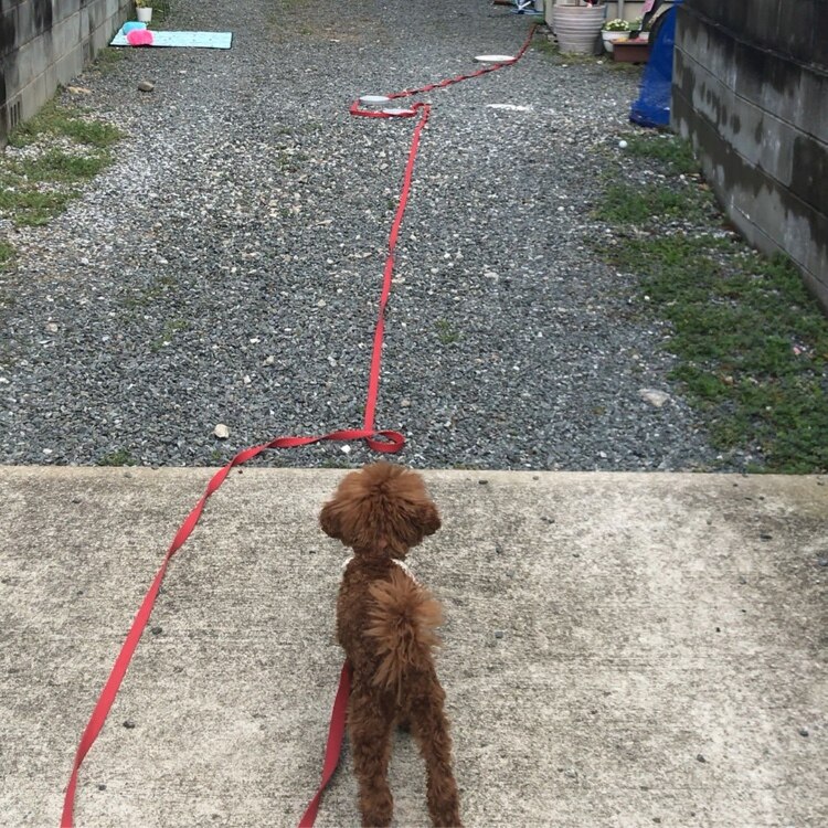 愛犬のオシャレ☆彡Letty☆彡即日配送様