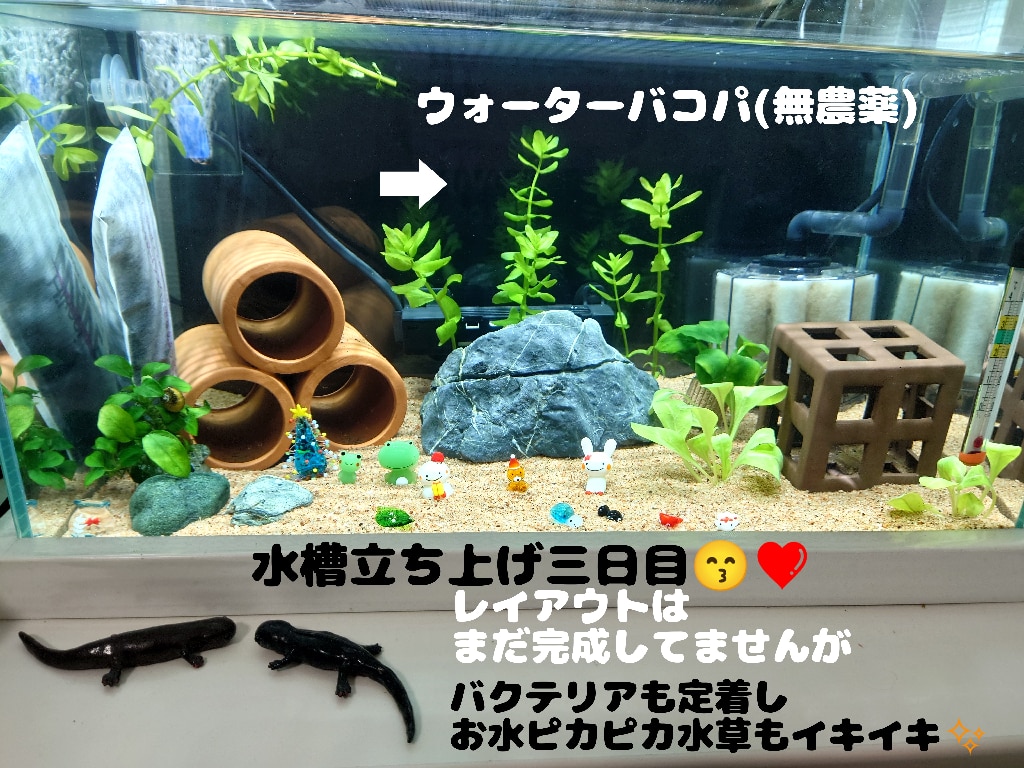 水草）ウォーターバコパ（水中葉）（無農薬）（5本）