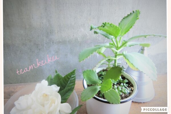 多肉植物 子宝草 妊娠縁起物 子供いっぱいに ガーデニング
