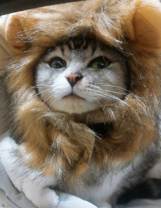 送料無料 小型犬 猫 用 ライオン変身グッズ コスプレ ペットウェア ホビー おもしろ ペット用品 Rz Tatega Room 欲しい に出会える