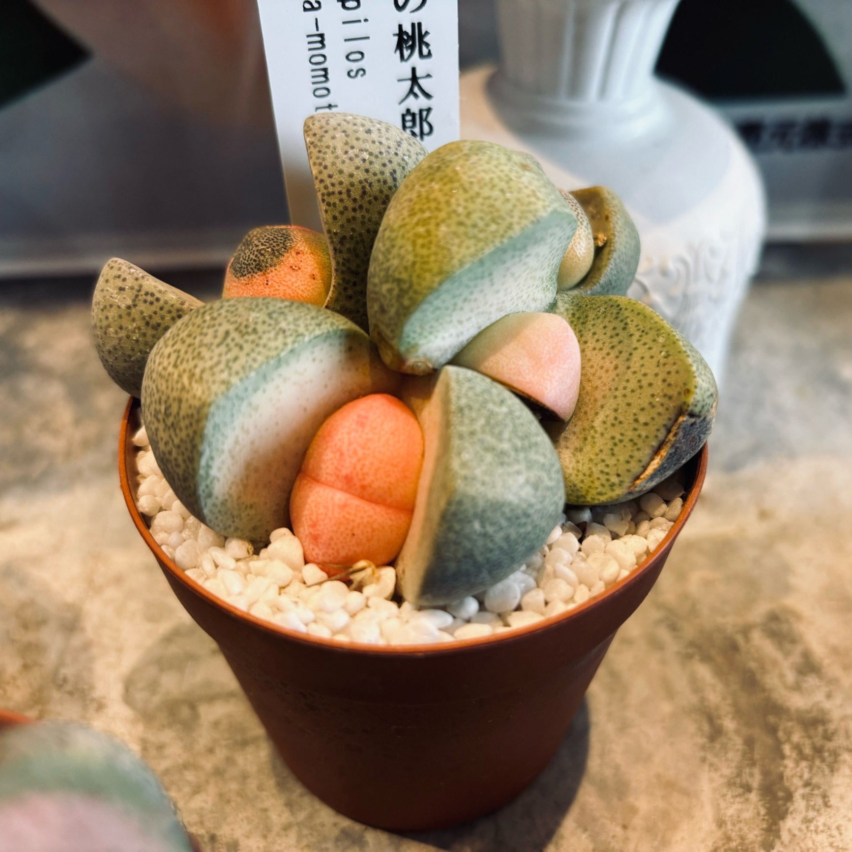 多肉植物 ミニ桃太郎♡ 抜き苗！ 1号プラ鉢付き！ 【公式通販】