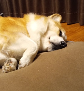 ROOM : 検索結果 ROOM : 検索結果