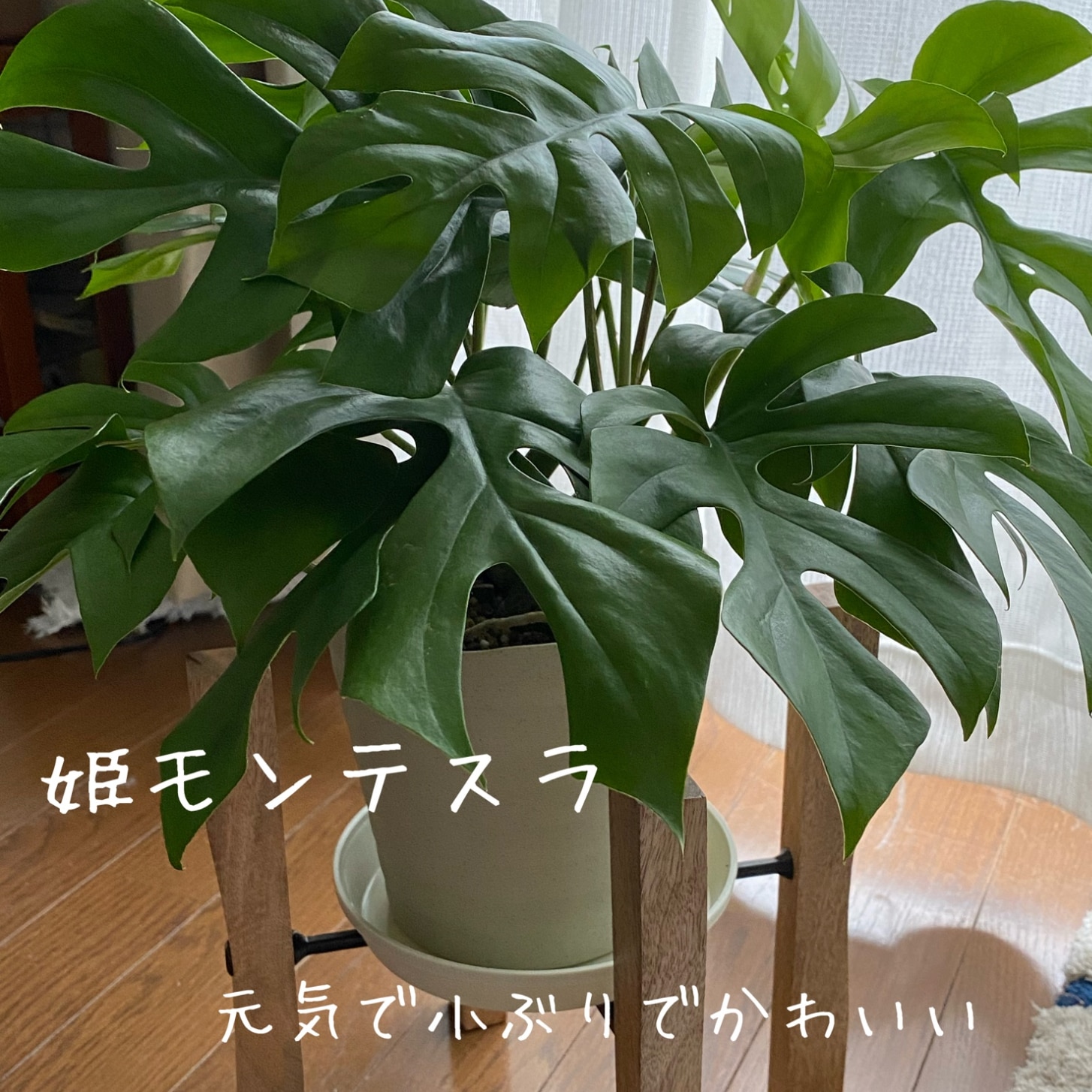 姫モンステラ10ページからなる育て方ガイド＆受皿付き！観葉植物 ヒメ