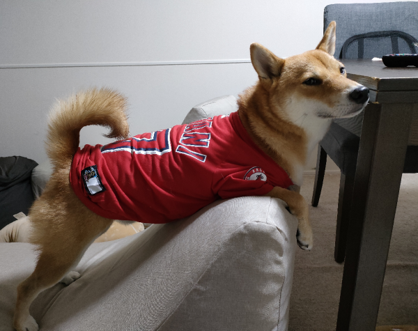 在庫限り】 大谷翔平選手モデル ジャージ Lサイズ LOS ANGELES ANGELS