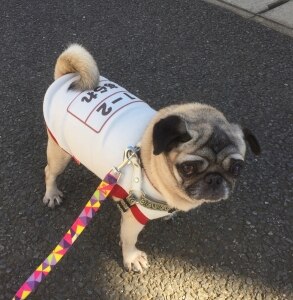 犬 服 犬の服 名入れ 秋冬 和柄 ペット 室内 ダックス トイプードル チワワ 服 面白い パグ 愛犬のお名前入り 元気いっぱい体操服 3d和柄 Room 欲しい に出会える