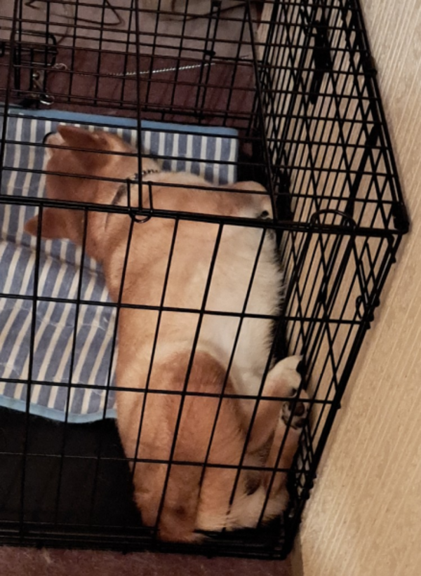 ☆8/11(日)迄！10%OFFクーポン☆【送料無料】 ペット ケージ 犬