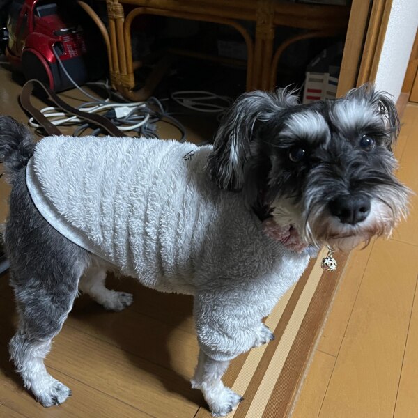 プチプラ Dolebeanあったか起毛トレーナー 起毛トレーナー 起毛 トレーナー 犬服 犬 の服 ペット服 ドッグウェア 秋冬モデル チワワ服 トイプードル服 ヨークシャテリア服 冬服 プチプラ Dolebeanあったか起毛トレーナー 起毛トレーナー 起毛 トレーナー 犬服 犬 の服 ペット服 ドッグウェア 秋冬モデル チワワ服 トイプードル服 ヨークシャテリア服 冬服