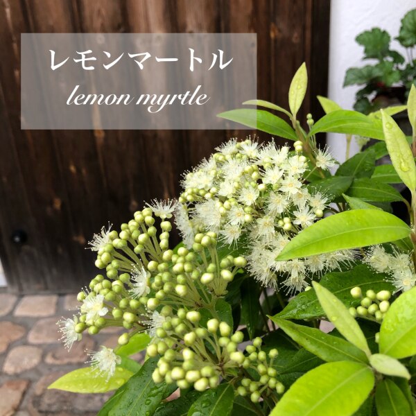 レモンマートル H55cm前後 6号鉢 ギフト 花 ガーデン 父の日 観葉植物 ハーブ アロマ 苗 レモンよりレモンの香りがする植物 ハーブティーとして有名 レモンマートルハーブティー 写真の様な厳選品をお届け