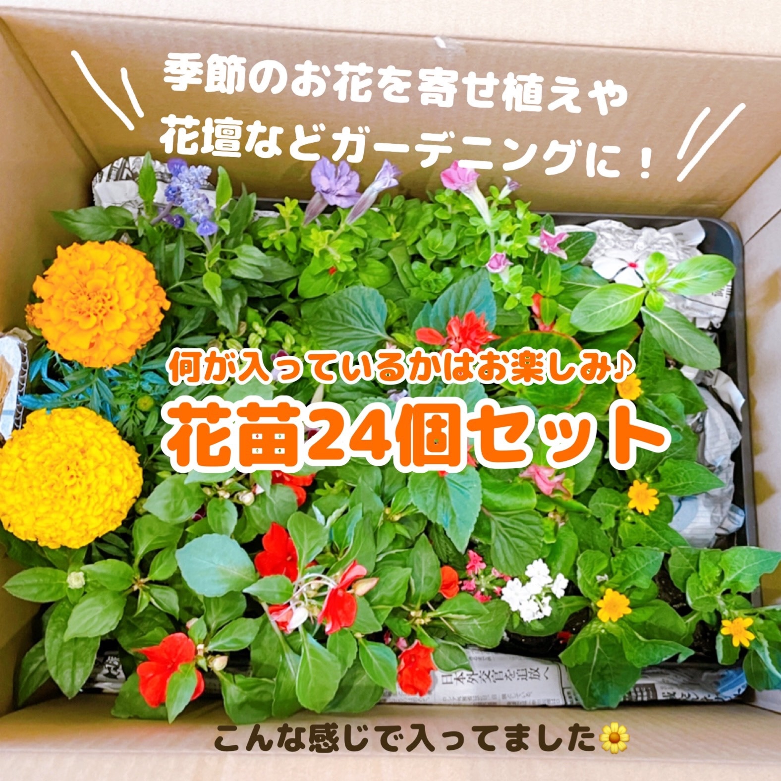 季節 の 花苗 24苗 セット 【 送料無料 】（ パンジー ビオラ 葉ボタン