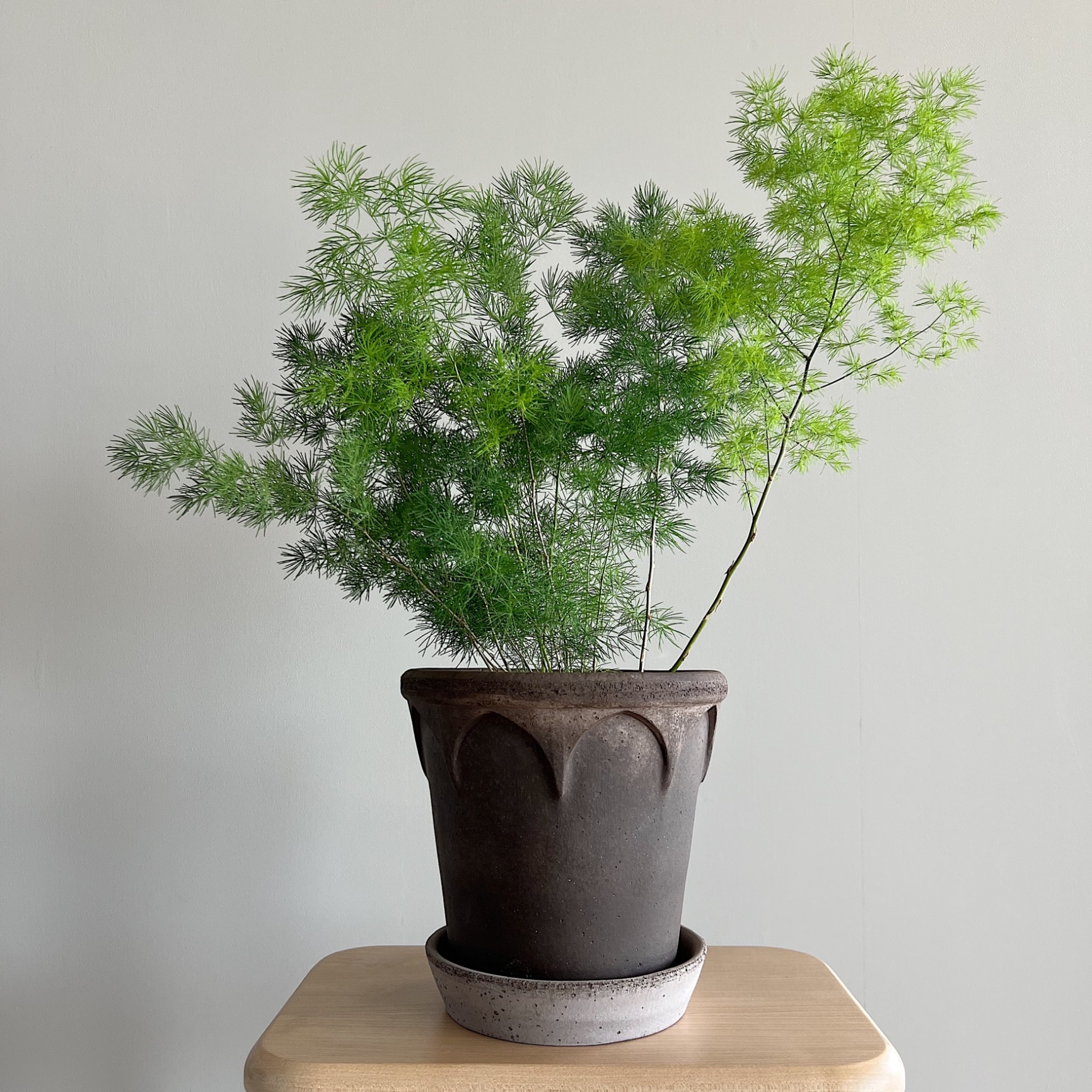 観葉植物 アスパラガス 選べる4種選べる【お取り寄せ商品 地域