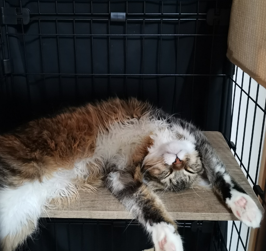 P10倍！1日まで】ケージ 猫 3段 大型 スリム おしゃれ ルーフキャットケージ RFC704 アイアンブラック