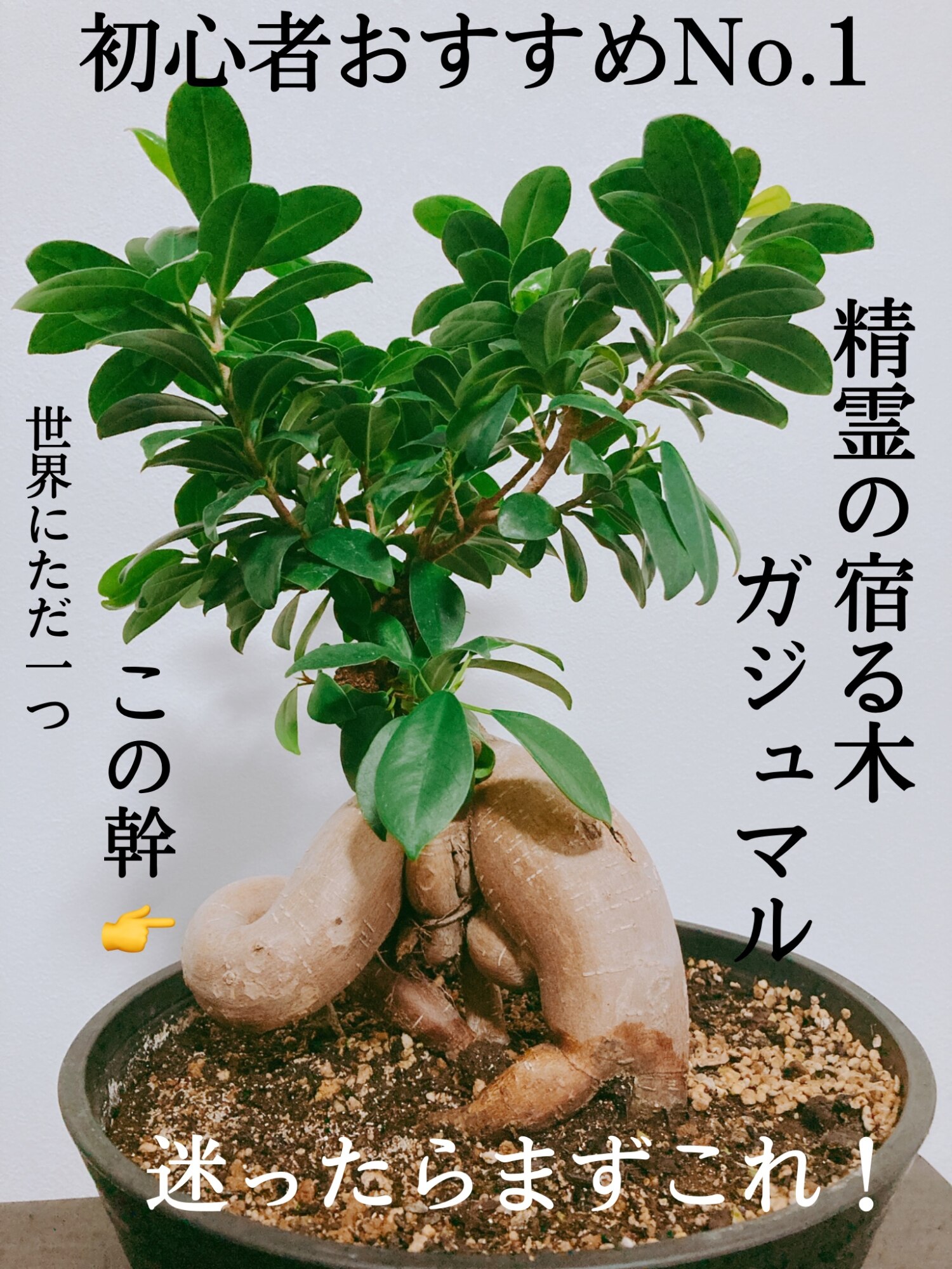 観葉植物 大型 ガジュマル フィカス 福寿 幹太 選べる 7号 黒鉢